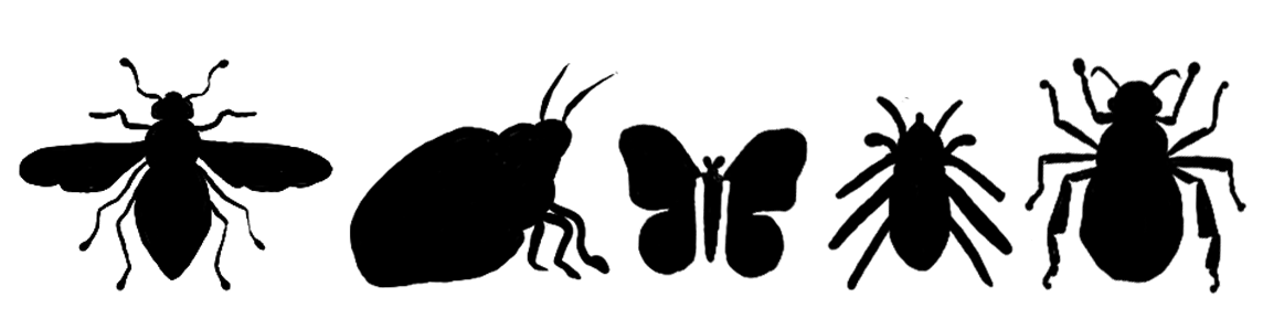 Section Header, a group of insects