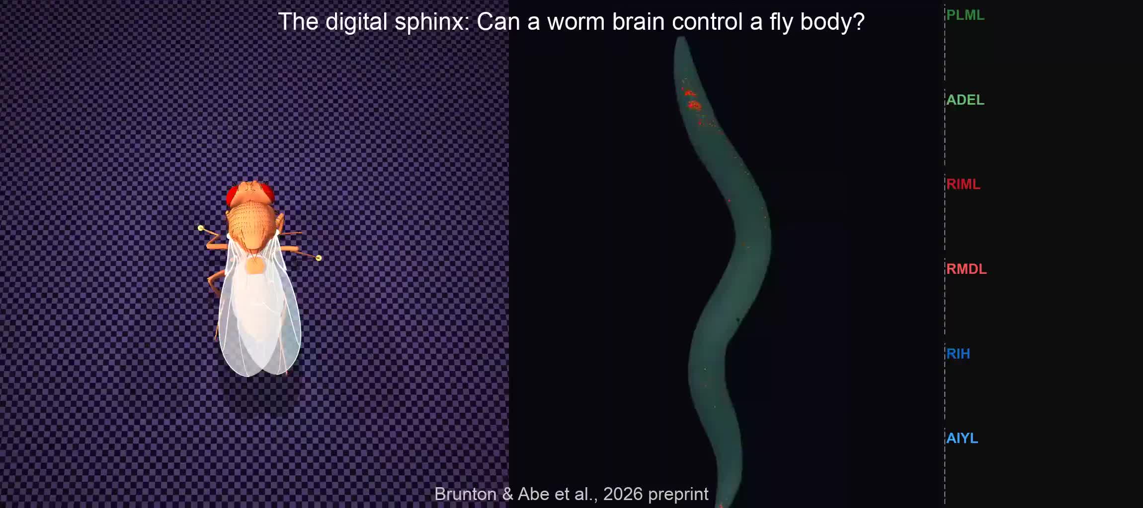 Screenshot of a simulation: In the left side, a digital fly; in the
middle; a digital worm; in the left side, wave
signals