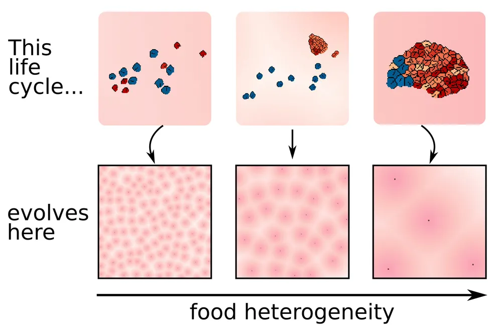 Graphic describing how cell life cycles correspond to different
environments in the simulation: environment with less frequent food
sources encourage multicellular
strategies